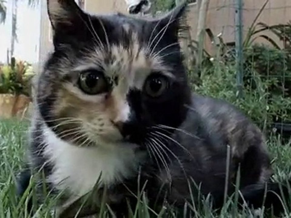 Shannon Talks Cat Supplements for Feline Health