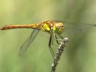 LIBELULAS - BELLEZA NATURAL