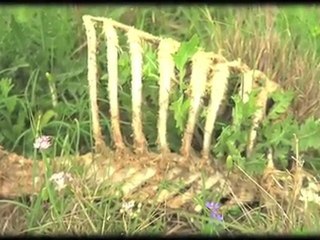 "Jesus Loves Me" performed by Clif Haley