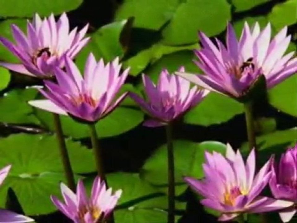 -La Primavera del Mundo con Vivaldi- Prefiero la Ventanilla-