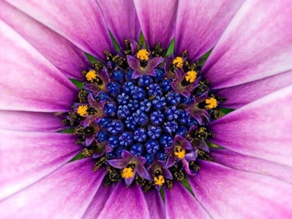 emre altug - sev diyemem (sarki sozleri ile)