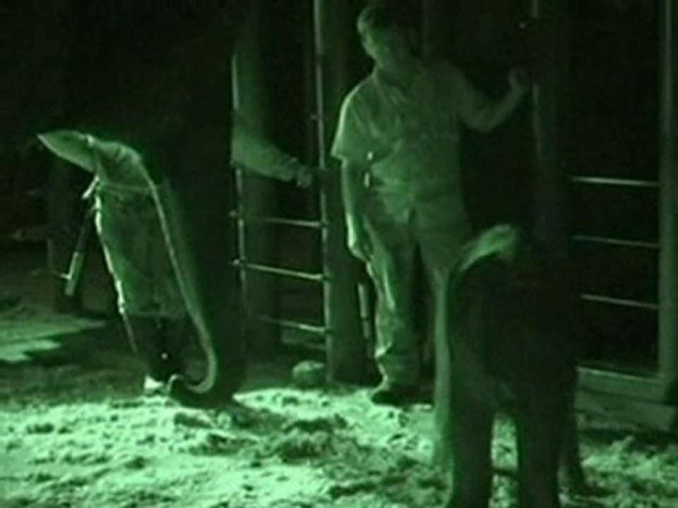 Sydney zoo celebrates arrival of baby elephant