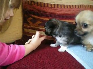 chiot chihuahua  pl a reserver!!!