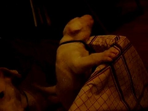 dogue argentin 1 mois