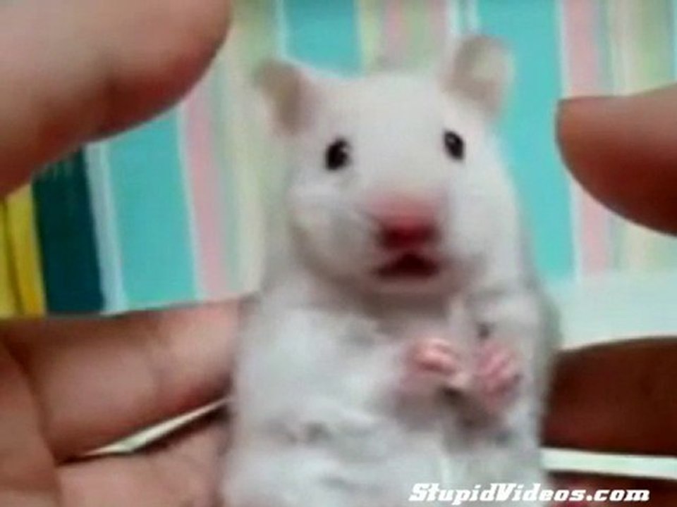 Dramatic rat il topo spaventato