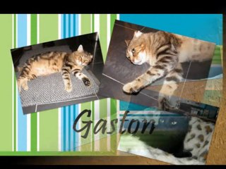 Adoption chat et chaton