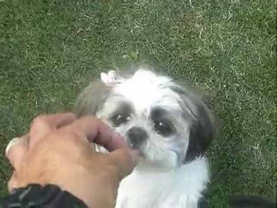 shih ztu dog named POO