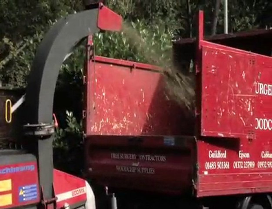 Roots & Shoots Tree Surgeons in Guildford