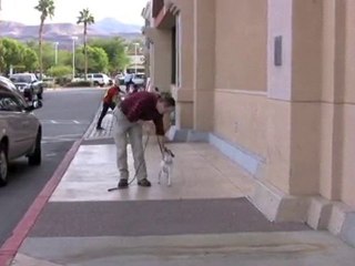 Teach Your Dog The Sit-Stay Command