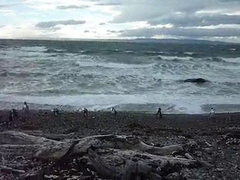 Manchots de Magellan en Patagonie