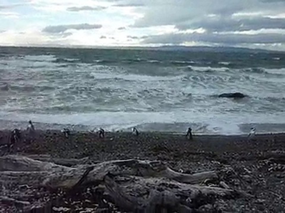 Manchots de Magellan en Patagonie