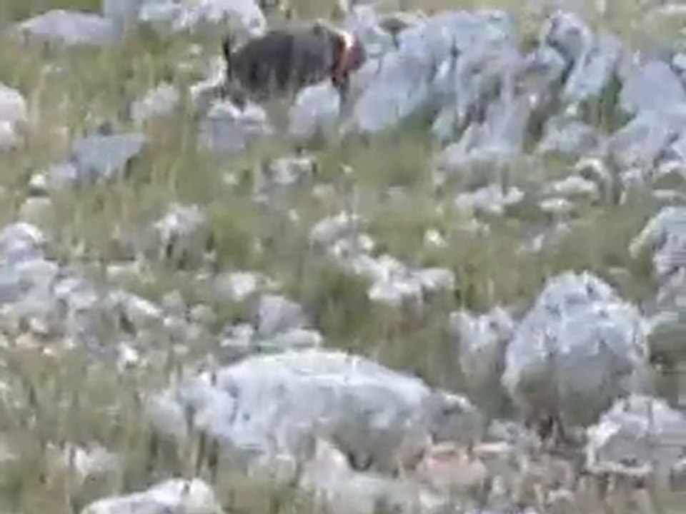 Basset Bleu rapproché sur lièvre filmé avec appareil photo