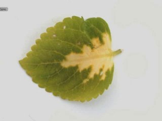 coléus photosynthèse