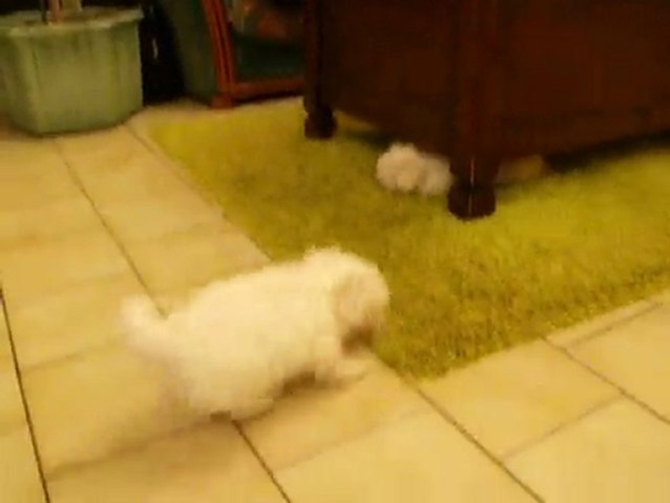 Vidéo bébés bichon 001
