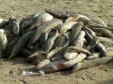 bébé requins décimés au Sénégal