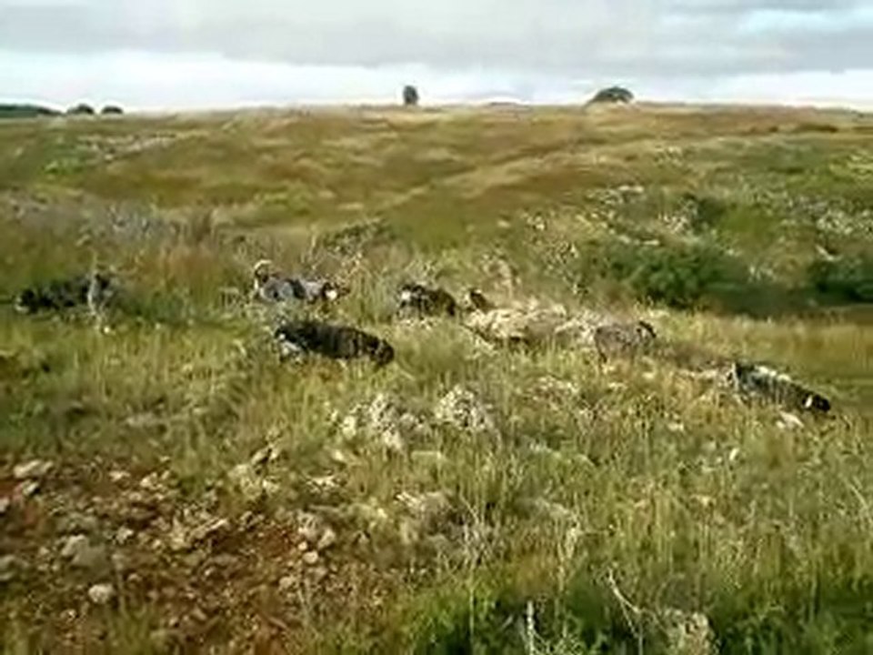 Basset bleu rapproché lièvre filmé par appareil photo N°2