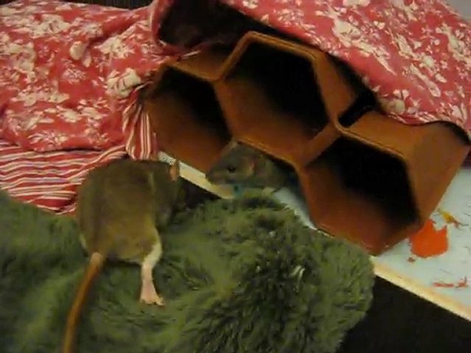 Flash et Flagada sont de retour à la maison