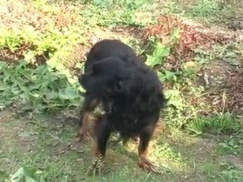 Сказка про трёх поросят