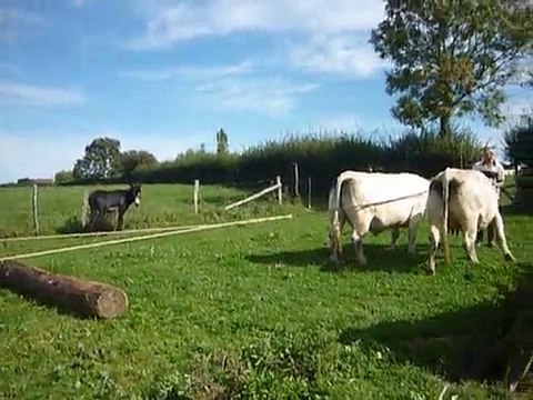 déchargement de grumes avec une paire de vaches charollaises
