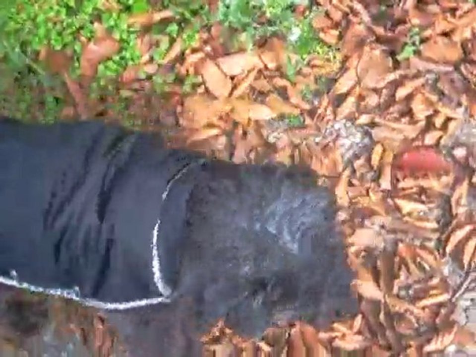 Promenade Lily 02 11 2010 - 2