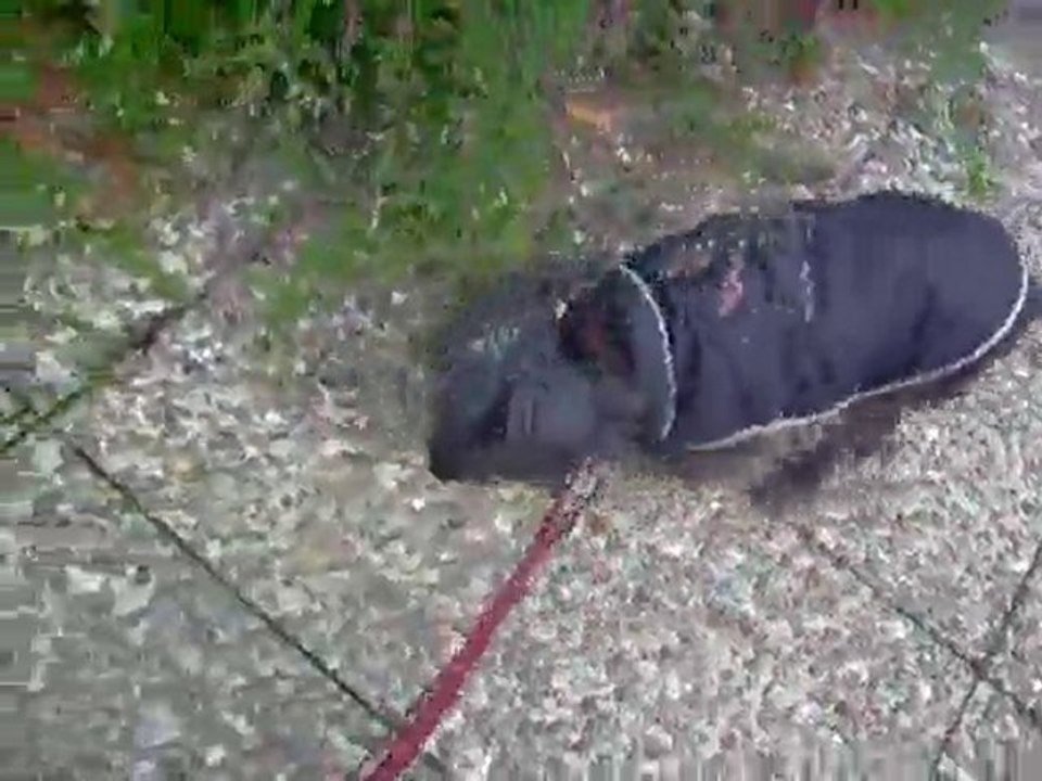 Promenade Lily 02 11 2010 - 3