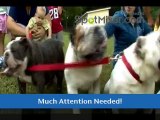 ENGLISH BULLDOGS FOR SALE IN MIAMI AT PUPPIES TO GO PET SHOP