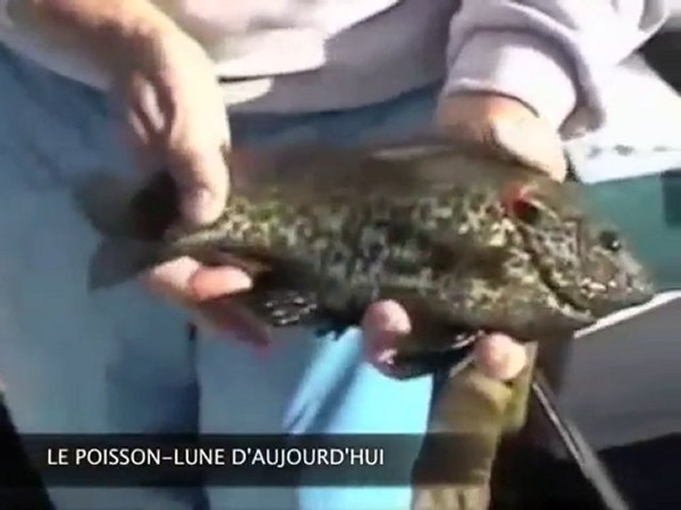 Les fossiles vivants rétutent la théorie de l'évolution - 1