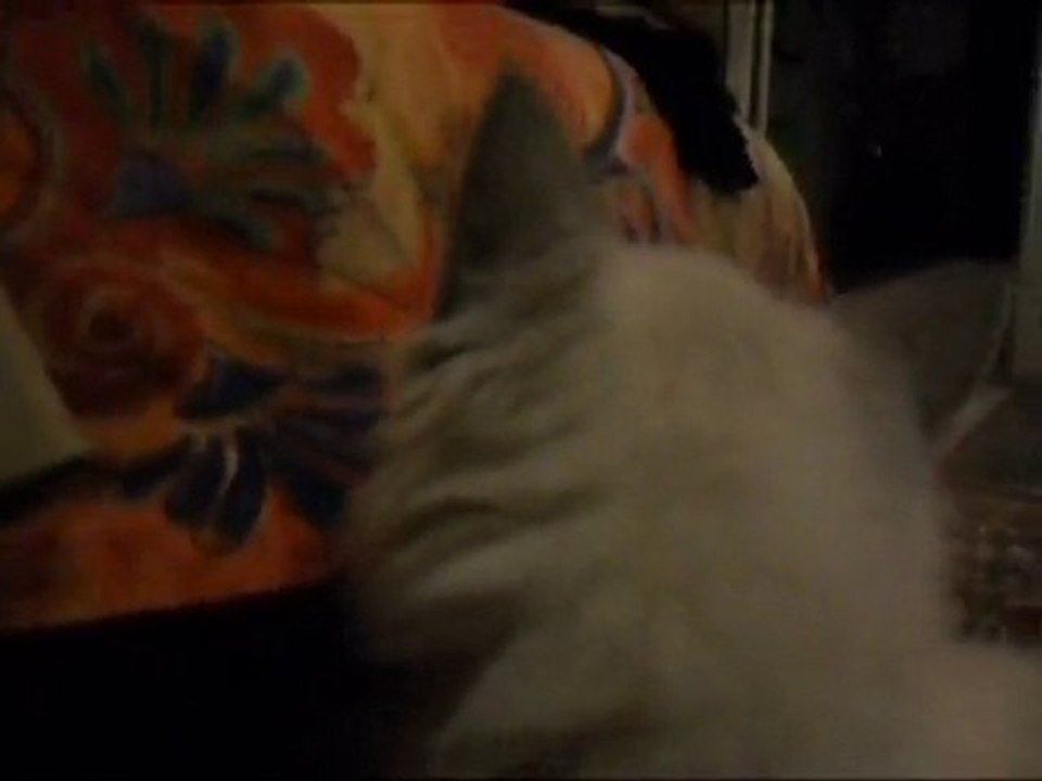 The New Cat