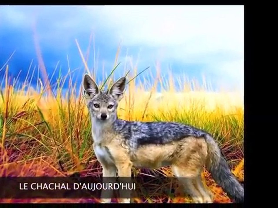 Les fossiles vivants rétutent la théorie de l'évolution - 4