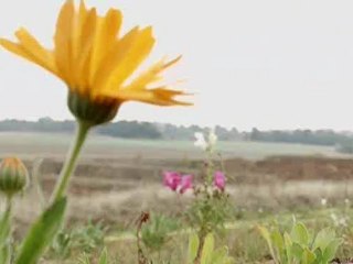 ECO-VEGETAL emission " C'est dans ma nature" france 3