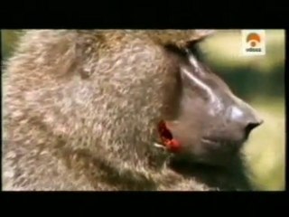 Agresion vs. despioje: Babuinos