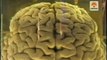 Cerebro humano: Neuronas, sinapsis y LCR