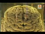 Cerebro humano: Neuronas, sinapsis y LCR