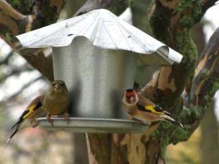Tarins et chardonnerets