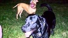 labrador Rayt and friends part 1 -2009