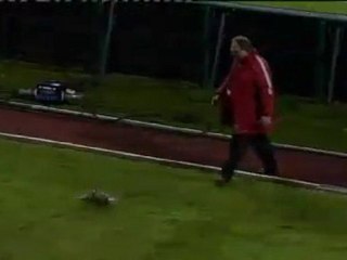 Un canard "expulsé" manu militari d'un match de foot