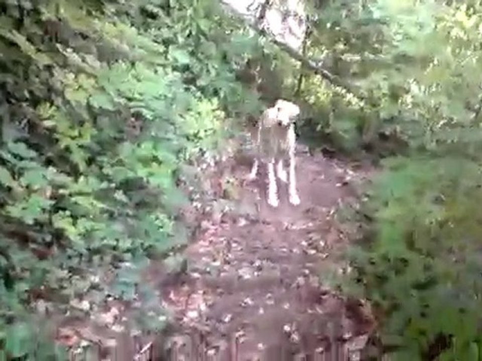Nena bois 2