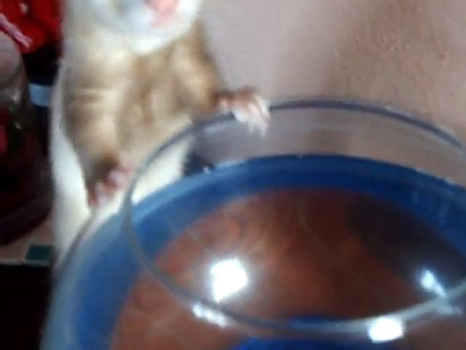 Fonzy et le poisson rouge