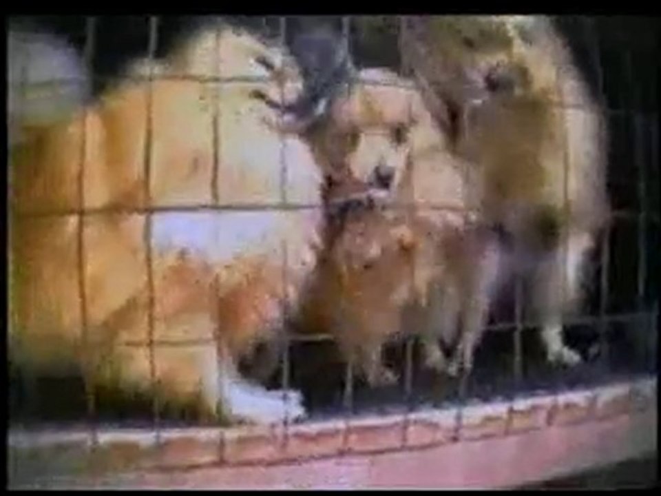 Cruauté envers les animaux 1 sur 5