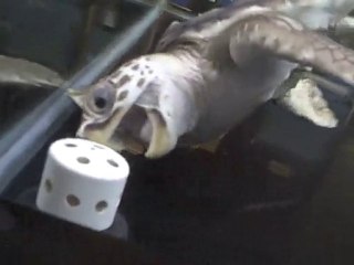 Behind-the-scenes at the Virginia Aquarium