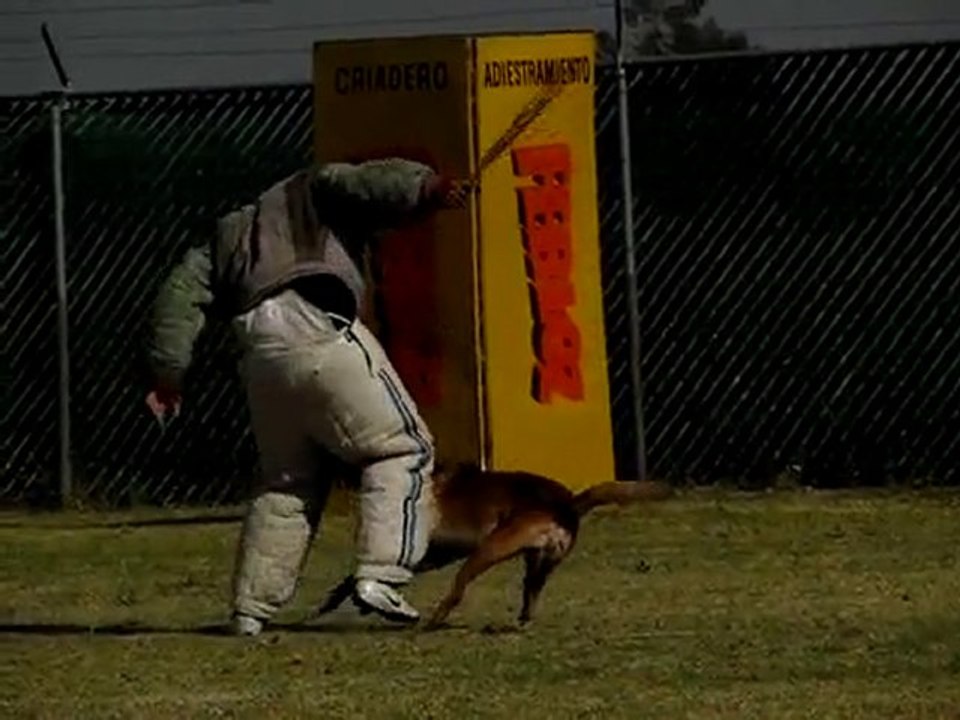 Tonatiuh du Calvaire aux  Acacias