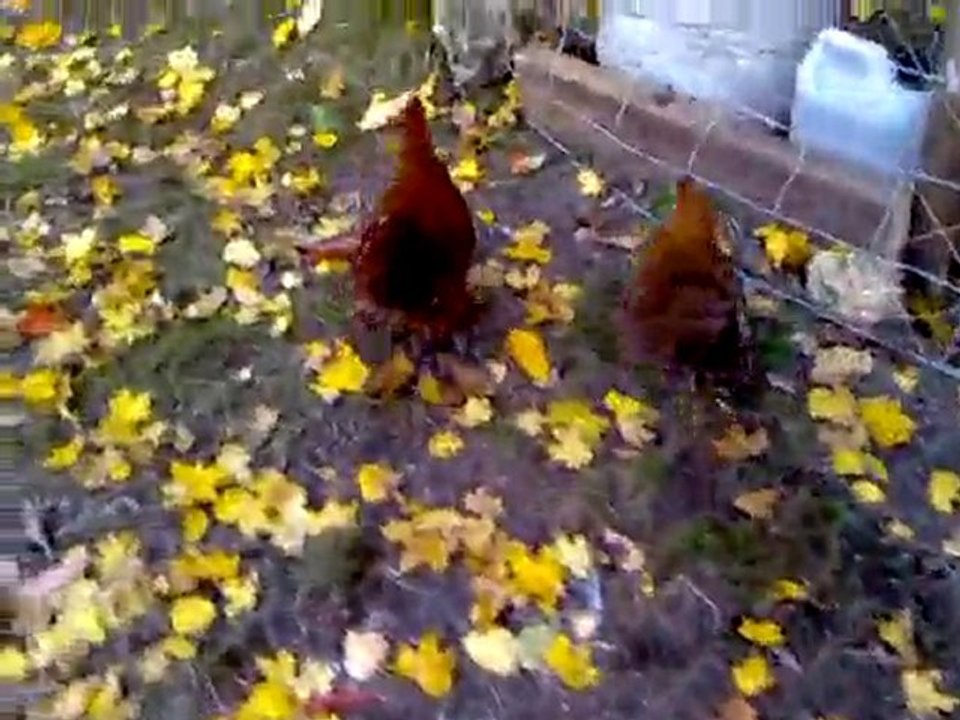 Ma basse-cour - Novembre 2010