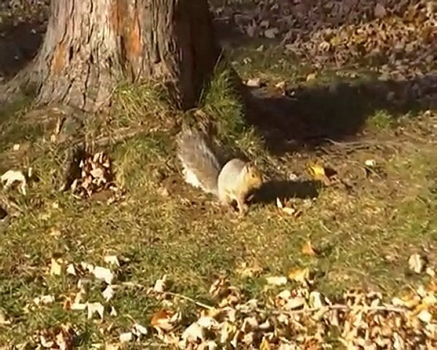 écureuil au lac aux castors