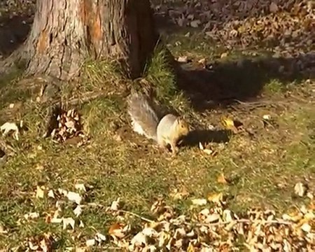 écureuil au lac aux castors
