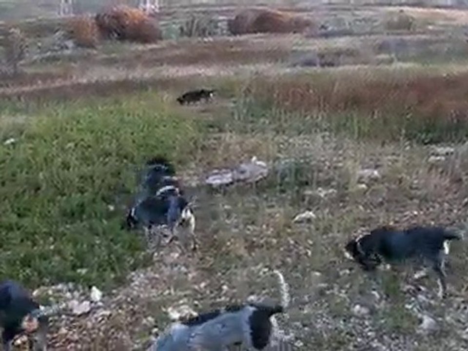 Basset bleu rapproché sur lièvre 10 minutes