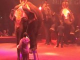 La triste vie des éléphants du cirque Arlette Grüss