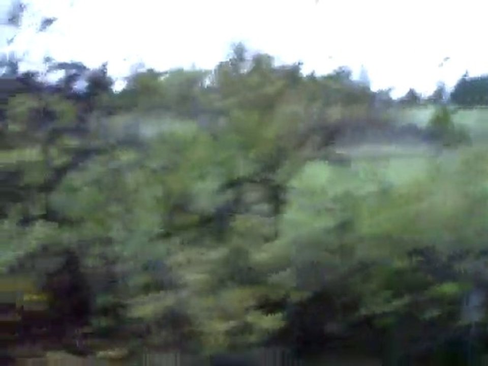 Entraînement de jeunes chiots 2eme partie