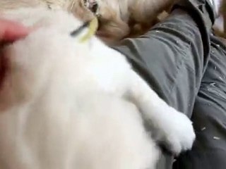 Chiots de Vickie et de Enzo 02-11-10