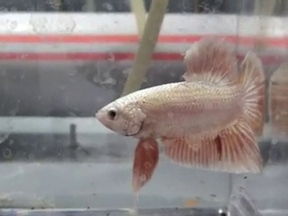 20101031221440