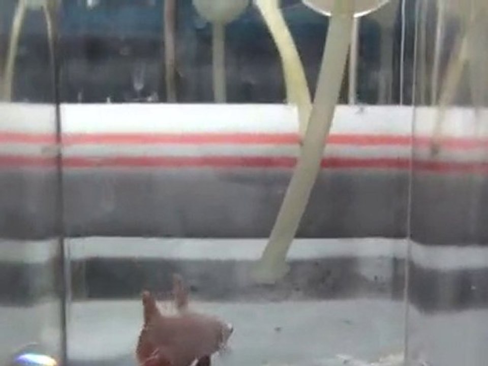 20101031221338